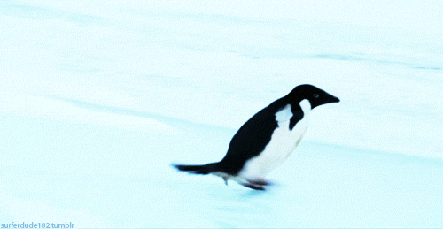 penguin-slips-again