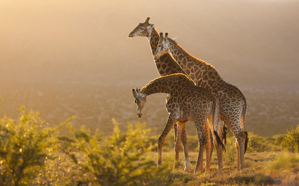 Jacada Travel | StrategiQ