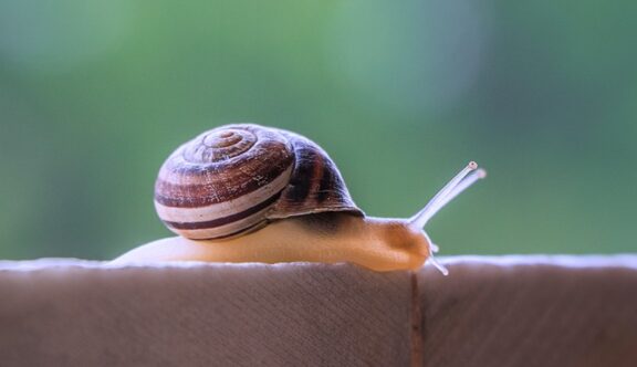 snail-4228204_640