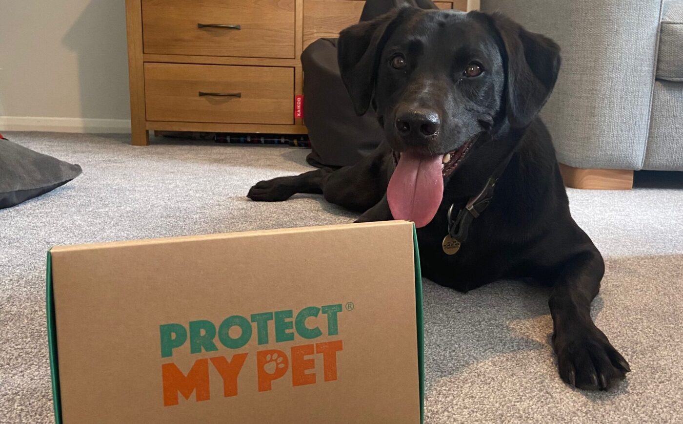 Protect-My-Pet-client-story-image-3-e1713432398998-3200×3200