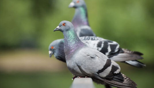 Google-Pigeon-Edited-1