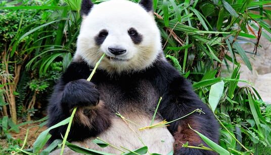 shutterstock_134513474-1