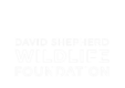 dswf