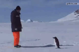 Penguin Attack